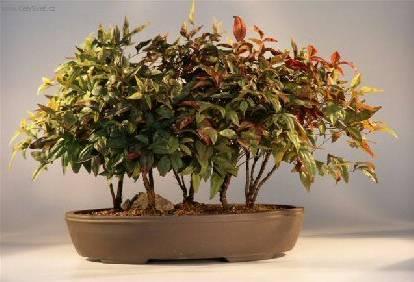 Foto: Nebesk� bambus