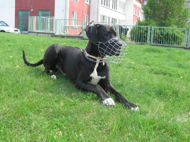 Foto: N�meck� doga-Majitel: ROMAN (ponnyArt@seznam.cz)