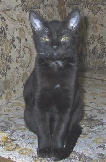 Foto: N�meck� rex