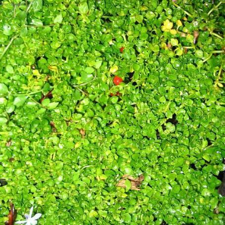 Fotky: Nertera andsk�, kor�lovka (foto, obrazky)