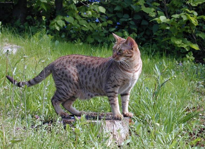 Foto: Ocicat ko�ka