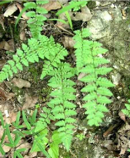 Fotky: Pelea knoflikov� (foto, obrazky)