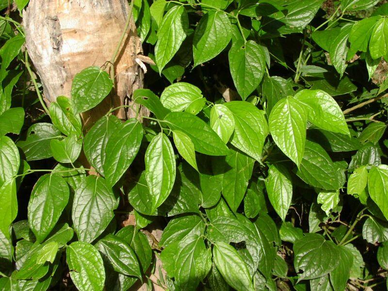 Foto: Pep�ovn�k-Piper ribesioides