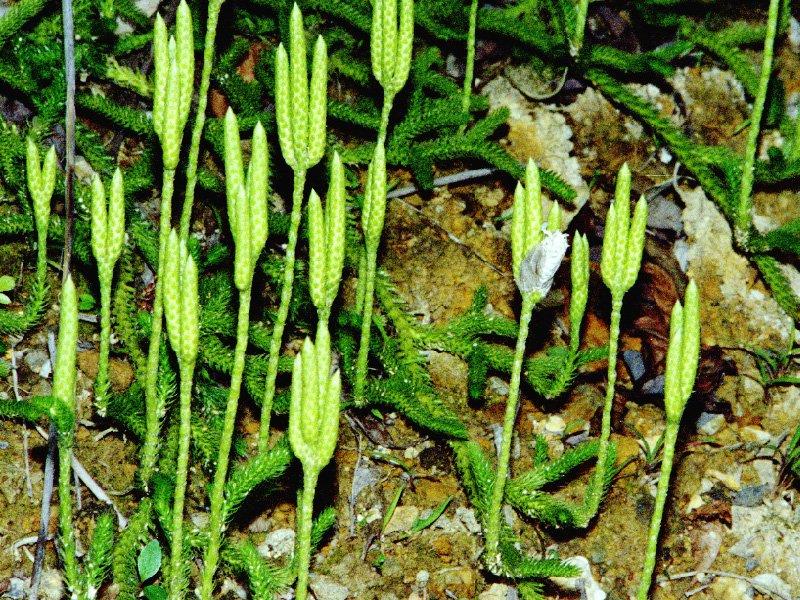 Foto: Plavu� Vidla�ka