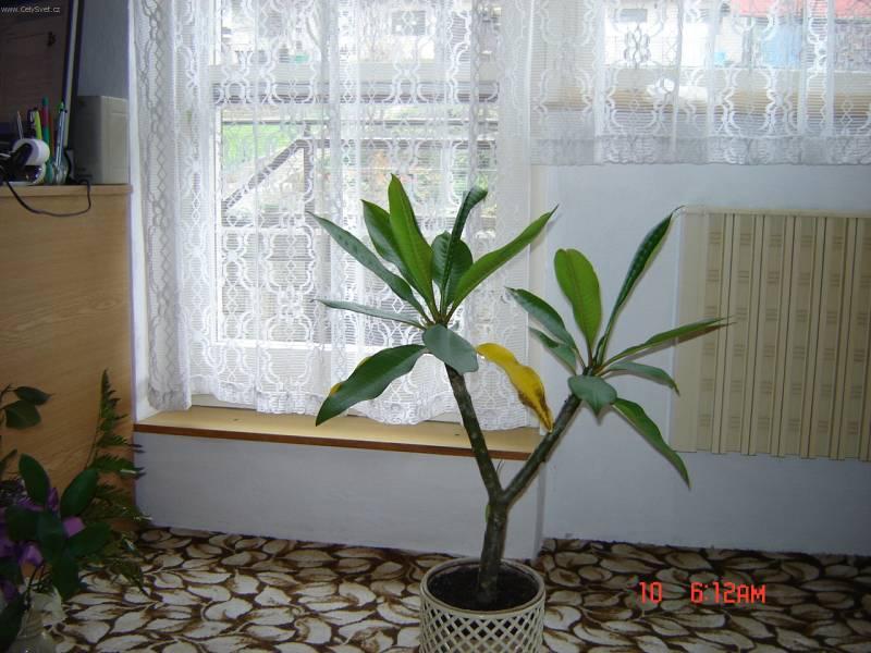 Fotky: Plum�rie (foto, obrazky)