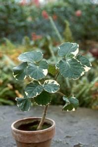 Fotky: St�novka (foto, obrazky)