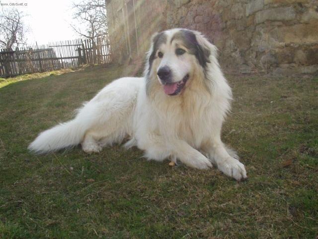 Fotky: Pyrenejsk� horsk� pes (foto, obrazky)