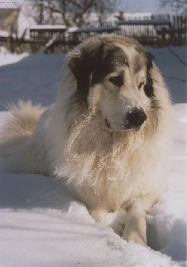 Foto: Pyrenejsk� horsk� pes-Cyro Mountain Almanach. MAjitelka: So�a F�rstencellerov�