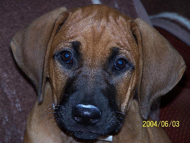 Fotky: Rhod�sk� ridgeback, Rhod�zsk� ridgeback (foto, obrazky)