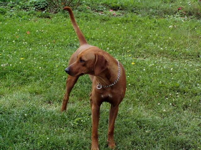 Foto: Rhod�sk� ridgeback, Rhod�zsk� ridgeback-Fenka Bony. Majitel: Ale� Kojetin