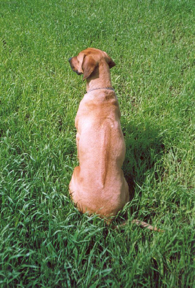 Fotky: Rhod�sk� ridgeback, Rhod�zsk� ridgeback (foto, obrazky)
