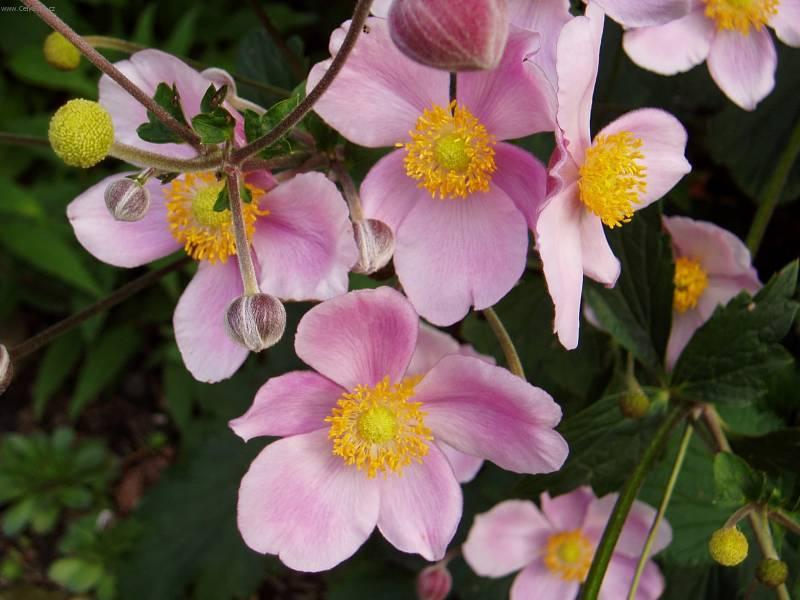 Foto: Sasanka-Pestitelka: Mayda