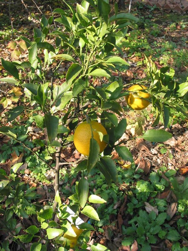 Foto: Satsuma, mandarinka un�iu