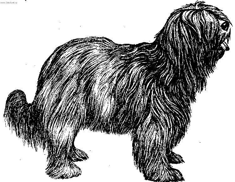 Fotky: Holandsk� ov��ck� pudl (foto, obrazky)