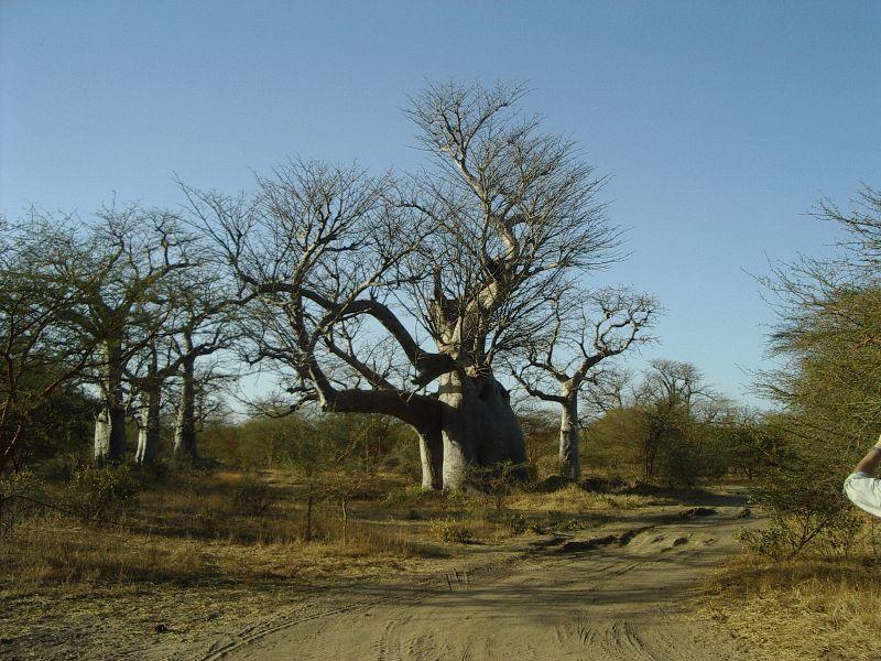 Foto: Senegal-Baobab