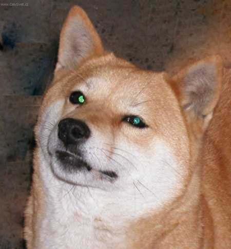 Foto: Shiba-Chovatel: Mgr. Radmila Ho���lkov�