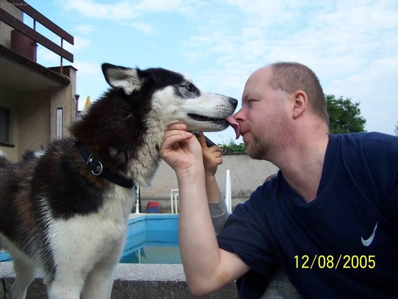 Fotky: Sibi�sk� husky (foto, obrazky)