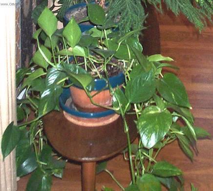 Foto: �plhavnice, scindapsus, potos