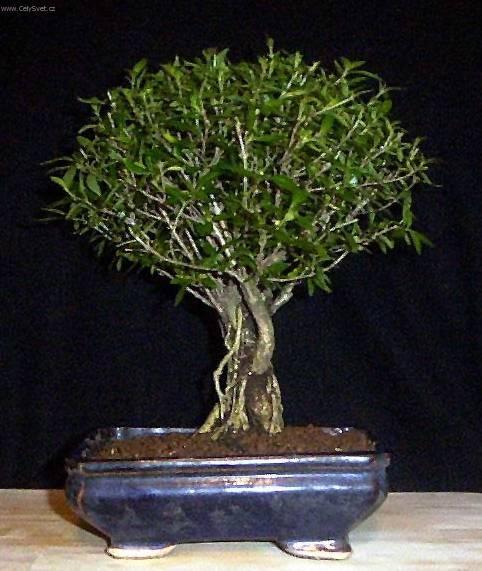 Fotky: Strom tis�ce hv�zd, serisa (foto, obrazky)