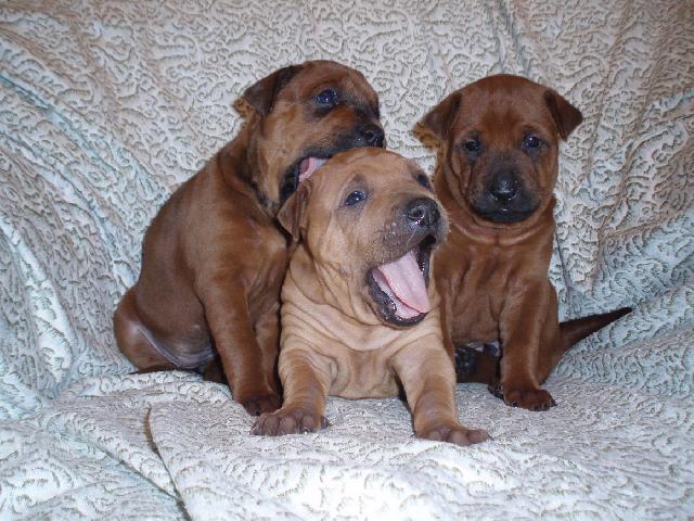 Fotky: Thajsk� ridgeback (foto, obrazky)