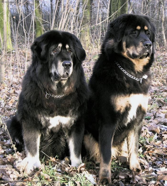 Fotky: Tibetsk� doga (foto, obrazky)