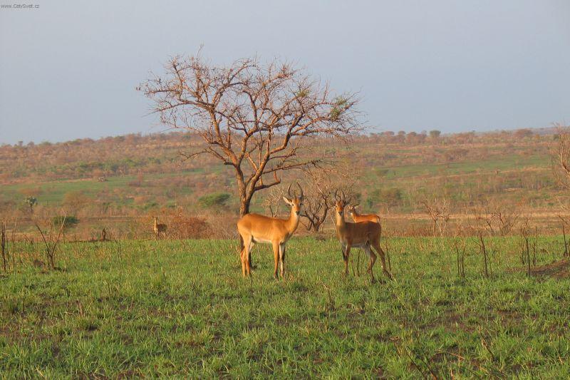 Foto: Uganda