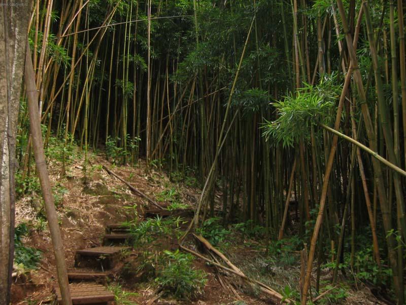 Foto: USA-Hawaii7