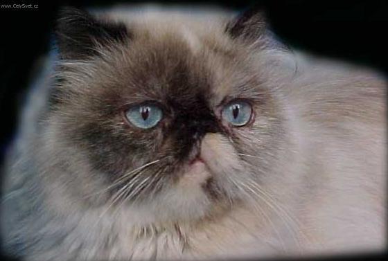 Fotky: Zbarven� Red-point (foto, obrazky)