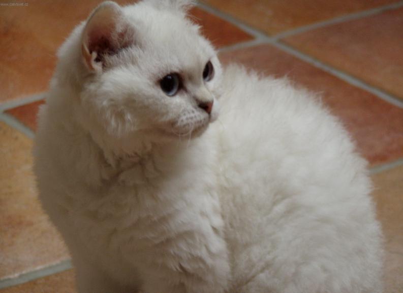 Fotky: Zbarven� Tabby-point (foto, obrazky)