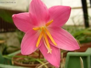 Foto: Zephyranthes