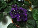 :  > Africk� fialka (Saintpaulia)