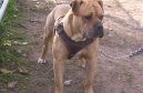 :  > Alapa�sk� �istokrevn� buldok (Alapaha Blue Blood Bulldog)