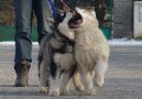 :  > Alja�sk� malamut (Alaskan Malamute)