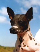 :  > Americk� bezsrst� teri�r (American Hairless Terrier)