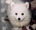 :  > Americk� eskym�ck� pes (American Eskymo Spitz)