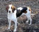 :  > Americk� foxhound (American Fox Hound)