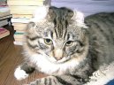 Americk� kerl kratkosrst� / dlouhosrst�