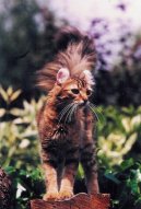 :  > Americk� kerl kratkosrst� / dlouhosrst� (American Curl)
