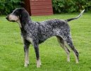 :  > Americk� modr� gasko�sk� chrt (American Blue Gascon Hound)