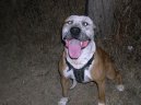 Fotky: Americk� pitbull teri�r (foto, obrazky)