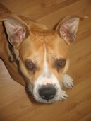 :  > Americk� staford�irsk� terier (American Staffordshire Terrier)