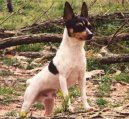 :  > Americk� toy-foxteri�r (American Toy Fox Terrier)