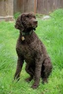 :  > Americk� vodn� �pan�l (American Water Spaniel)