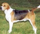 Anglick� foxhound