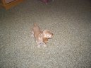 :  > Anglick� kokr�pan�l (English Cocker Spaniel)