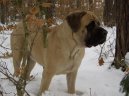 :  > Anglick� mastif (English Mastiff)