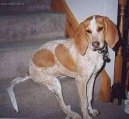 :  > Anglick� m�val� loveck� pes (English Coonhound, Redtick Coonhound)