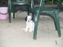 :  > Anglick� setr (English setter)
