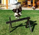 :  > Anglick� �pringr�pan�l (English Springer Spaniel)