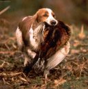 :  > Angli�t� cvi�en� love�t� psi (English Gundog)